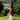 evelin.arva user